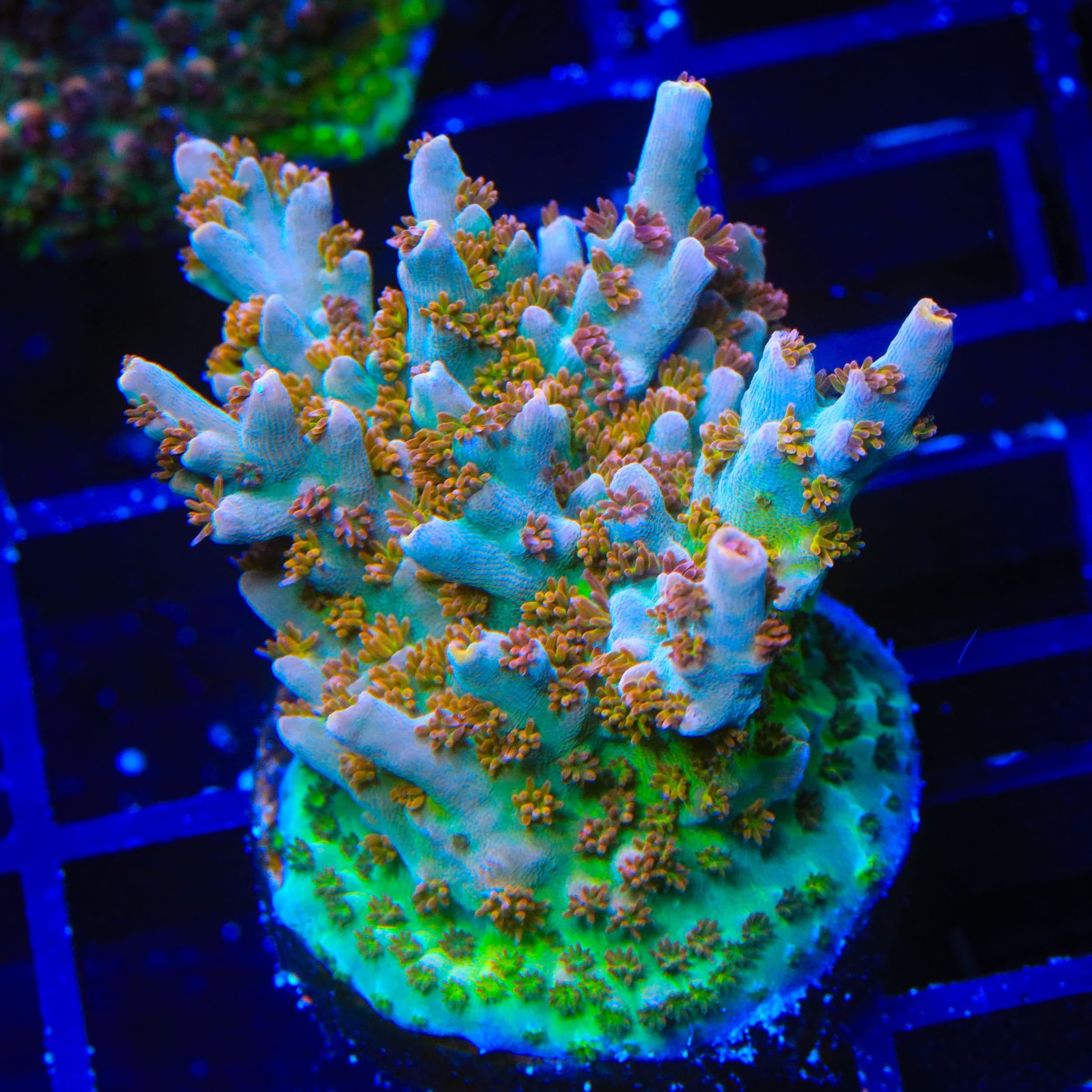 TSA Colt 45 Acropora XL Frag Coral
