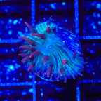 TSA Cosmic Burst Aquacultured Plate Coral