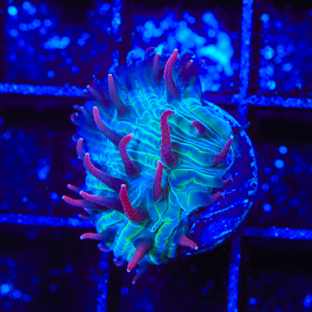 TSA Cosmic Burst Aquacultured Plate Coral