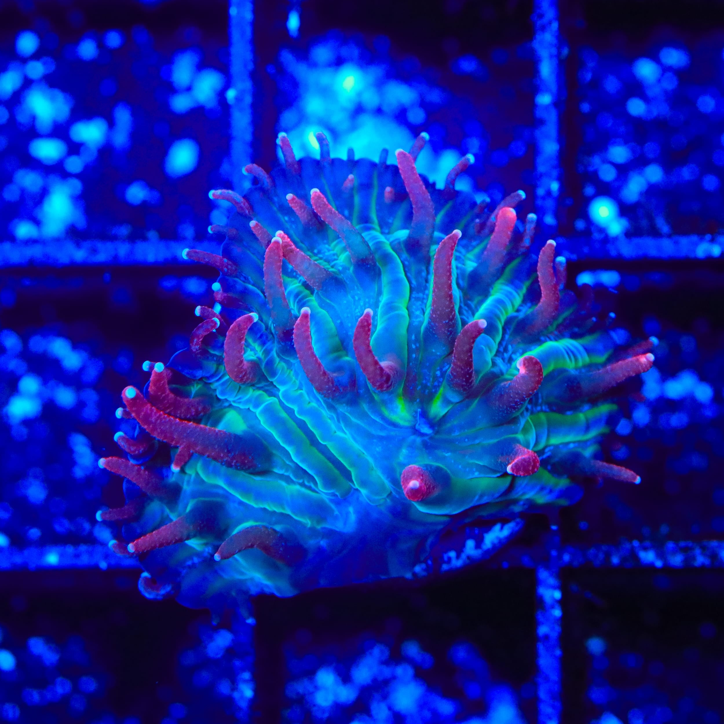 TSA Cosmic Burst Aquacultured Plate Coral