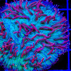 TSA Cosmic Burst Aquacultured Plate Coral