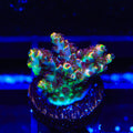 TSA Cosmic Burst Aquacultured Plate Coral