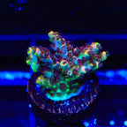 TSA Cosmic Burst Aquacultured Plate Coral