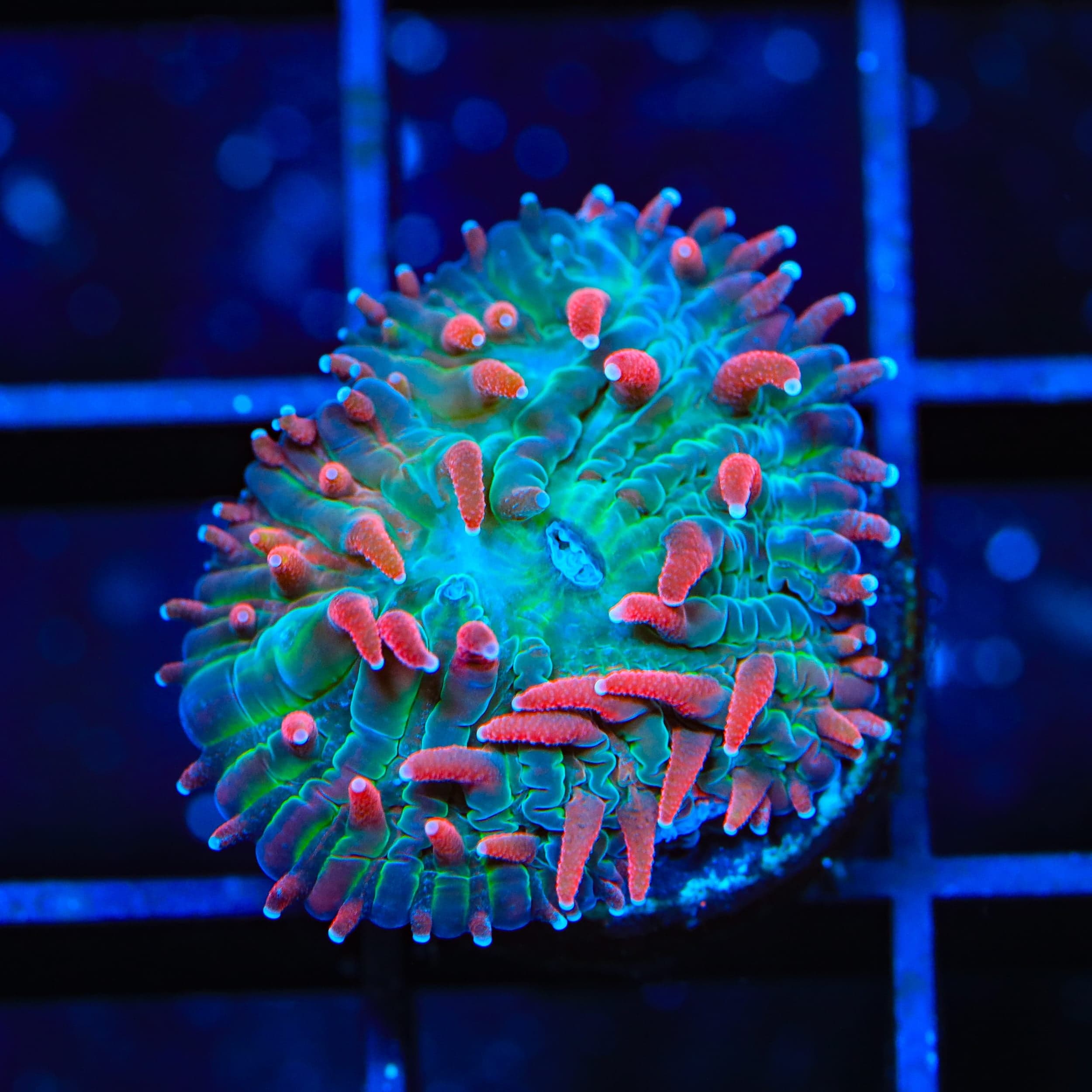 TSA Cosmic Burst Aquacultured Plate Coral