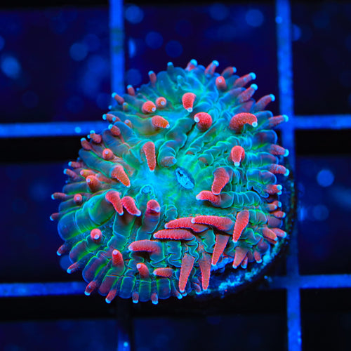 TSA Cosmic Burst Aquacultured Plate Coral