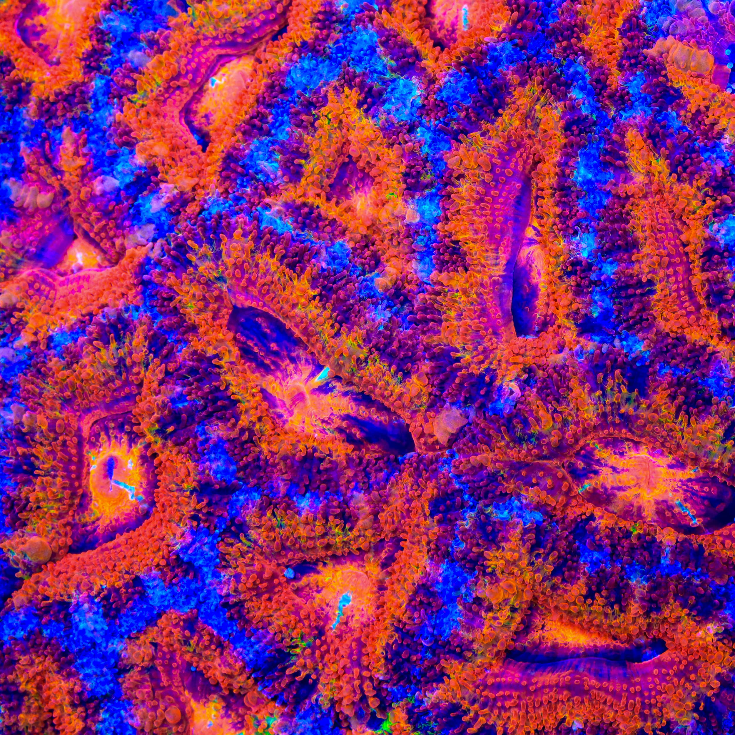 TSA Cosmic Drift Acan Coral