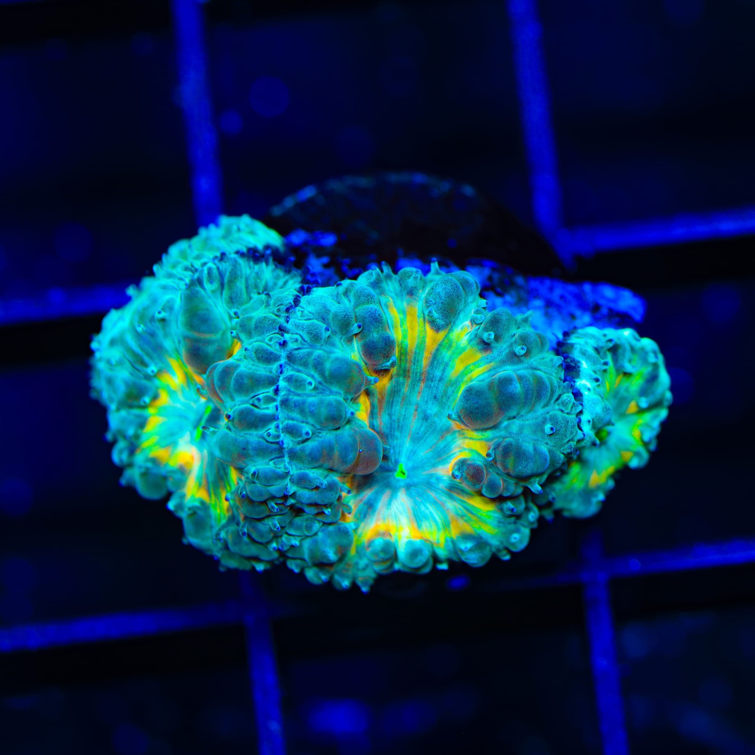 TSA Cosmic Ray Blastomussa Coral