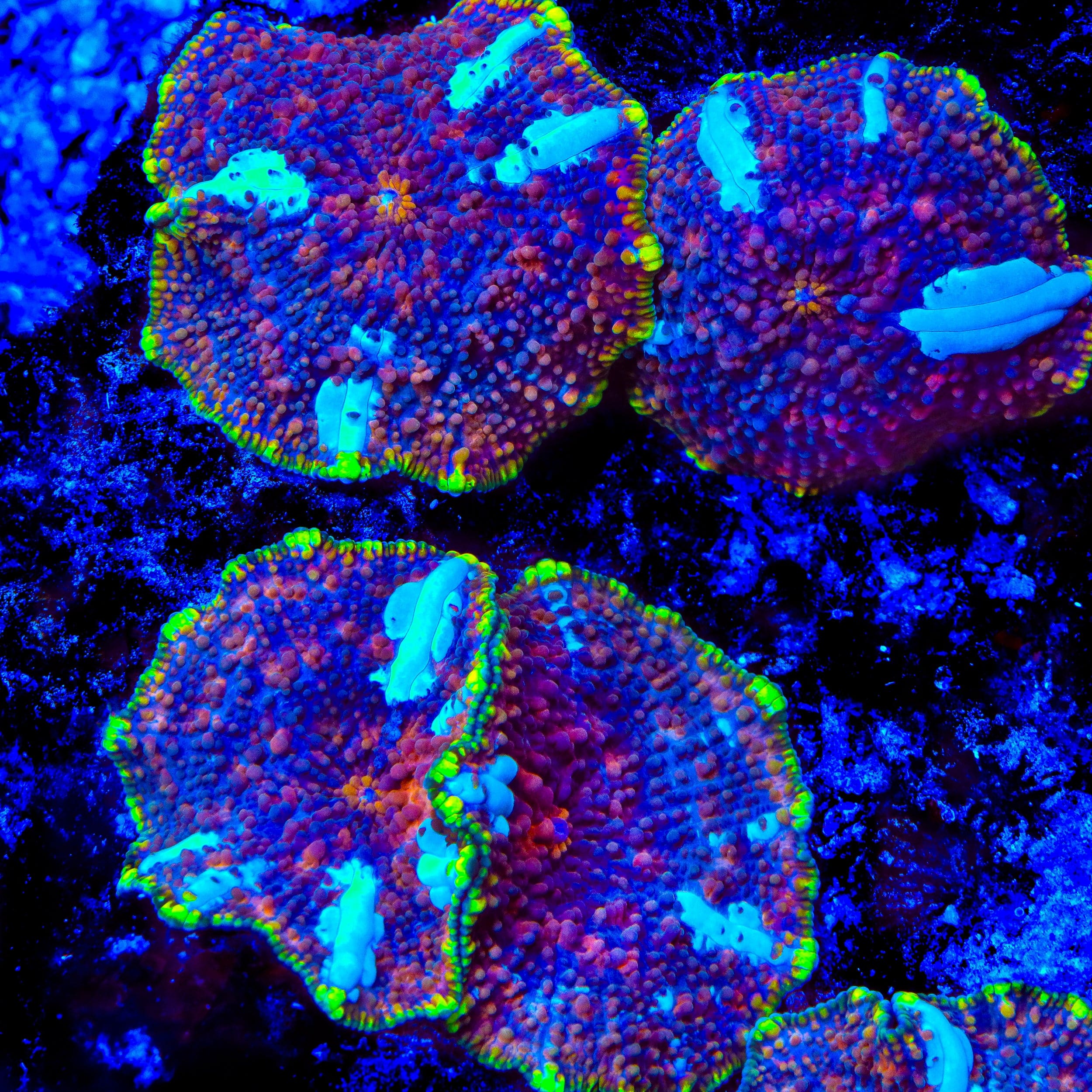TSA Cosmic Star Mushroom Coral