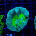 TSA Cosmo Pectinia Coral