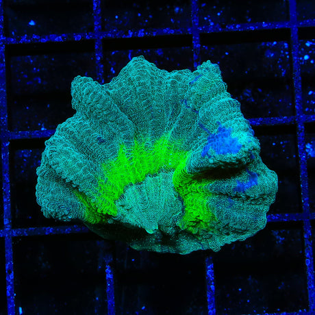 TSA Cosmo Pectinia Coral