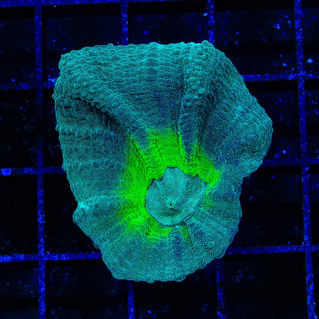 TSA Cosmo Pectinia Coral
