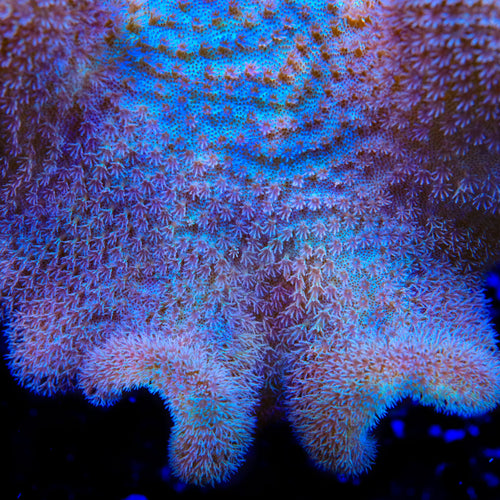 TSA Cosmo Toadstool Leather Coral