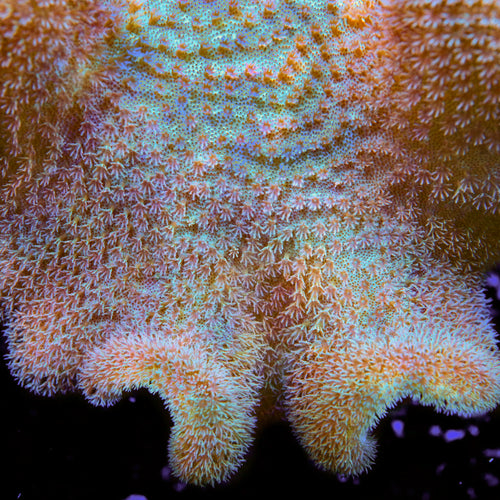 Yellow Fiji Toadstool Leather Coral