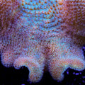 Yellow Fiji Toadstool Leather Coral