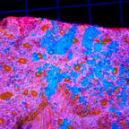 TSA Cotton Candy Chalice Coral
