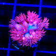 TSA Cotton Candy Goniopora Coral