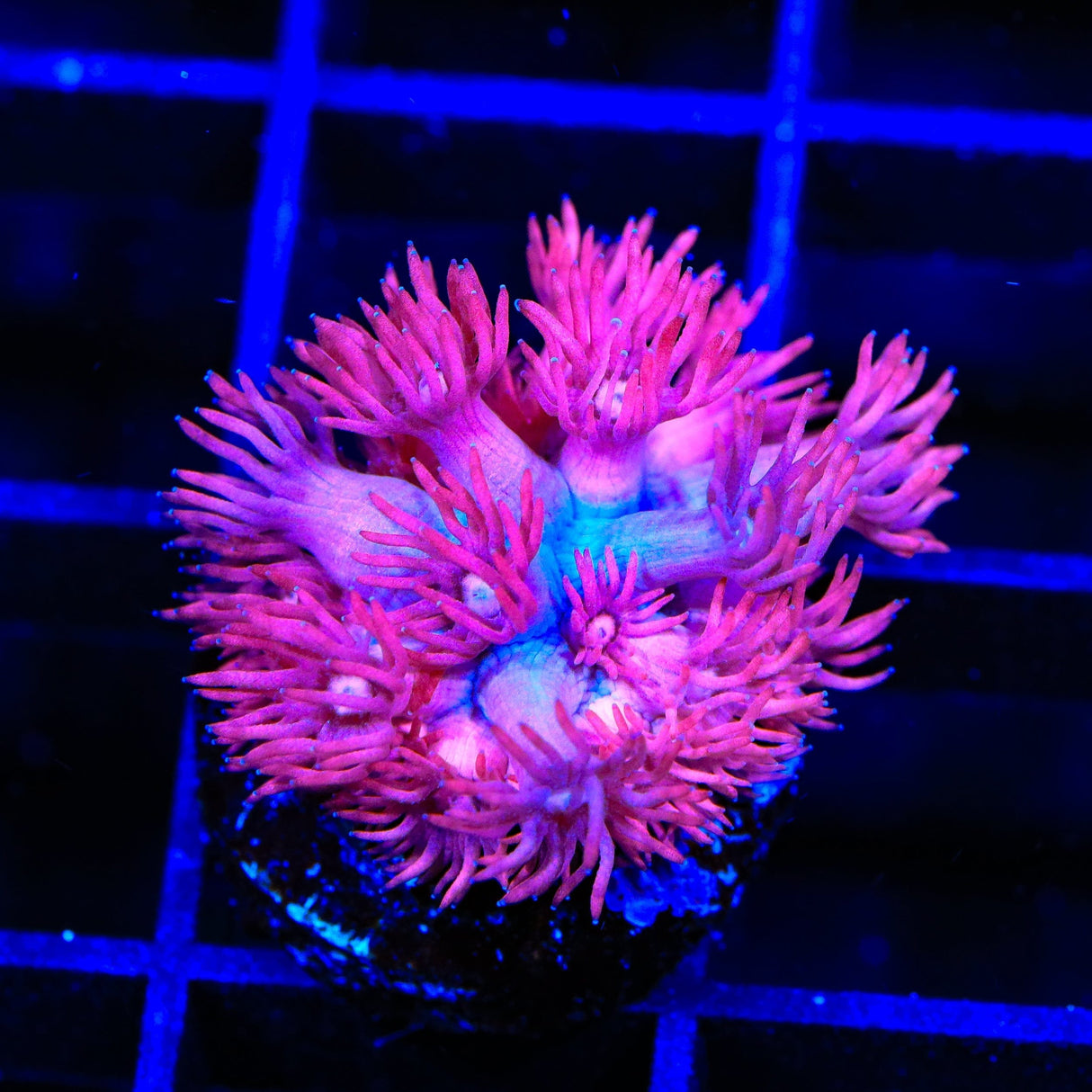 TSA Cotton Candy Goniopora Coral