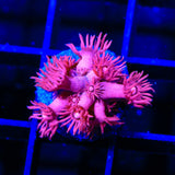 TSA Cotton Candy Goniopora Coral