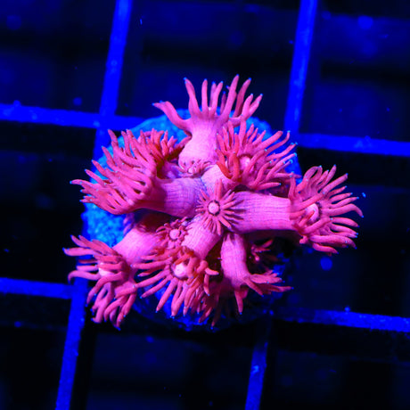TSA Cotton Candy Goniopora Coral