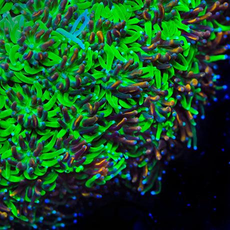 TSA Court Jester Galaxea Coral