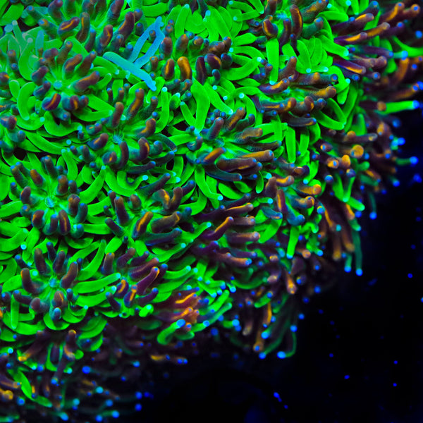 TSA Court Jester Galaxea Coral