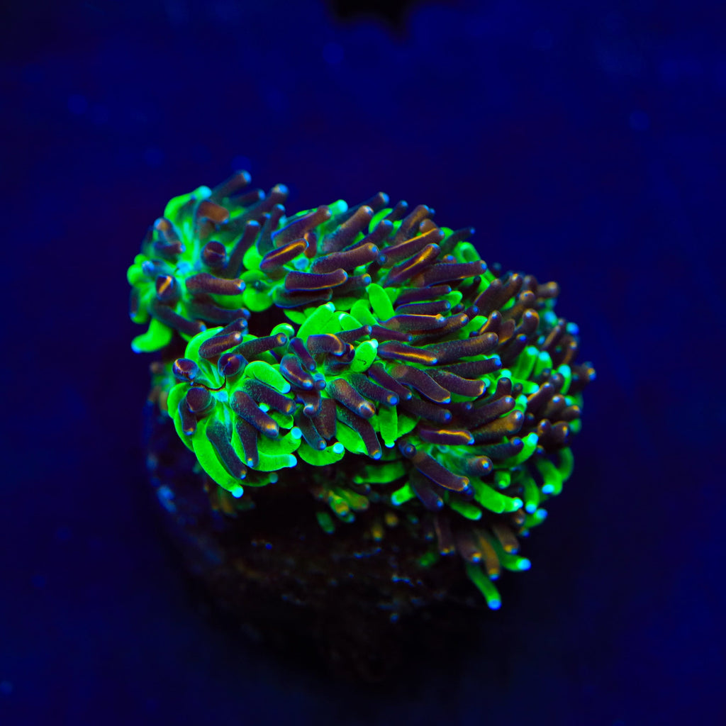 TSA Court Jester Galaxea Coral
