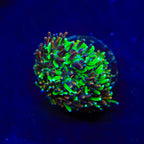 TSA Court Jester Galaxea Coral
