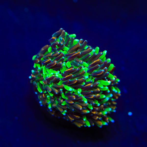 TSA Court Jester Galaxea Coral