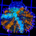 TSA Court Jester Mushroom Coral