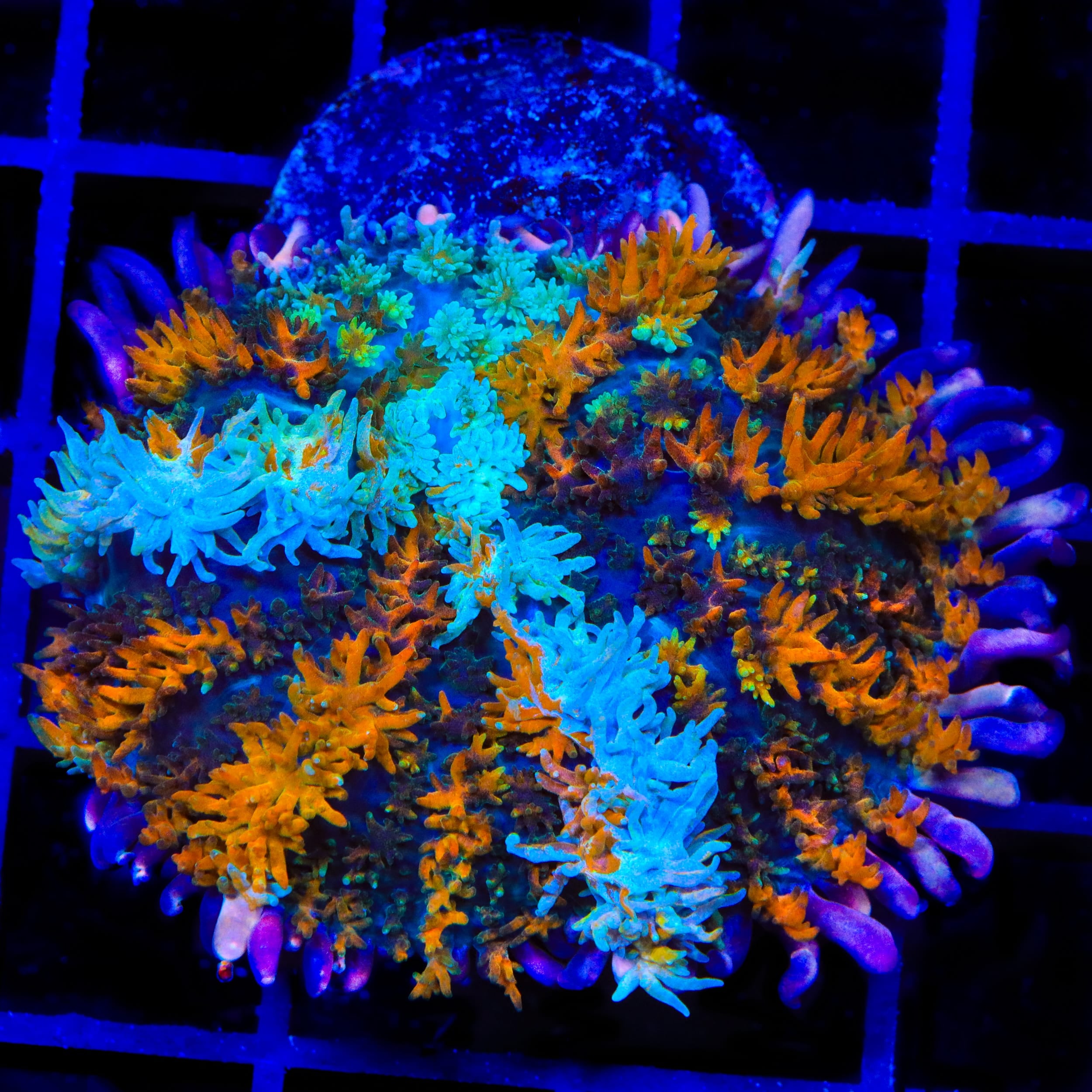 TSA Court Jester Mushroom Coral