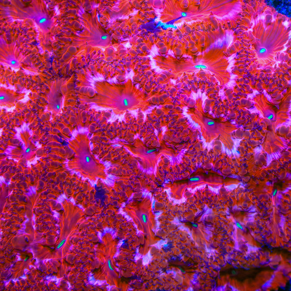 TSA Cranberry Blastomussa Coral
