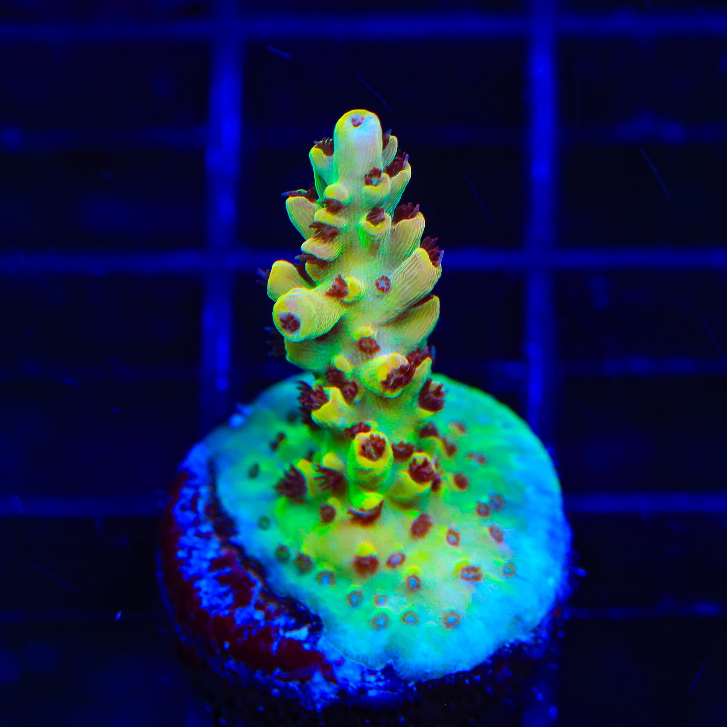 TSA Crayola Twist Acropora Coral