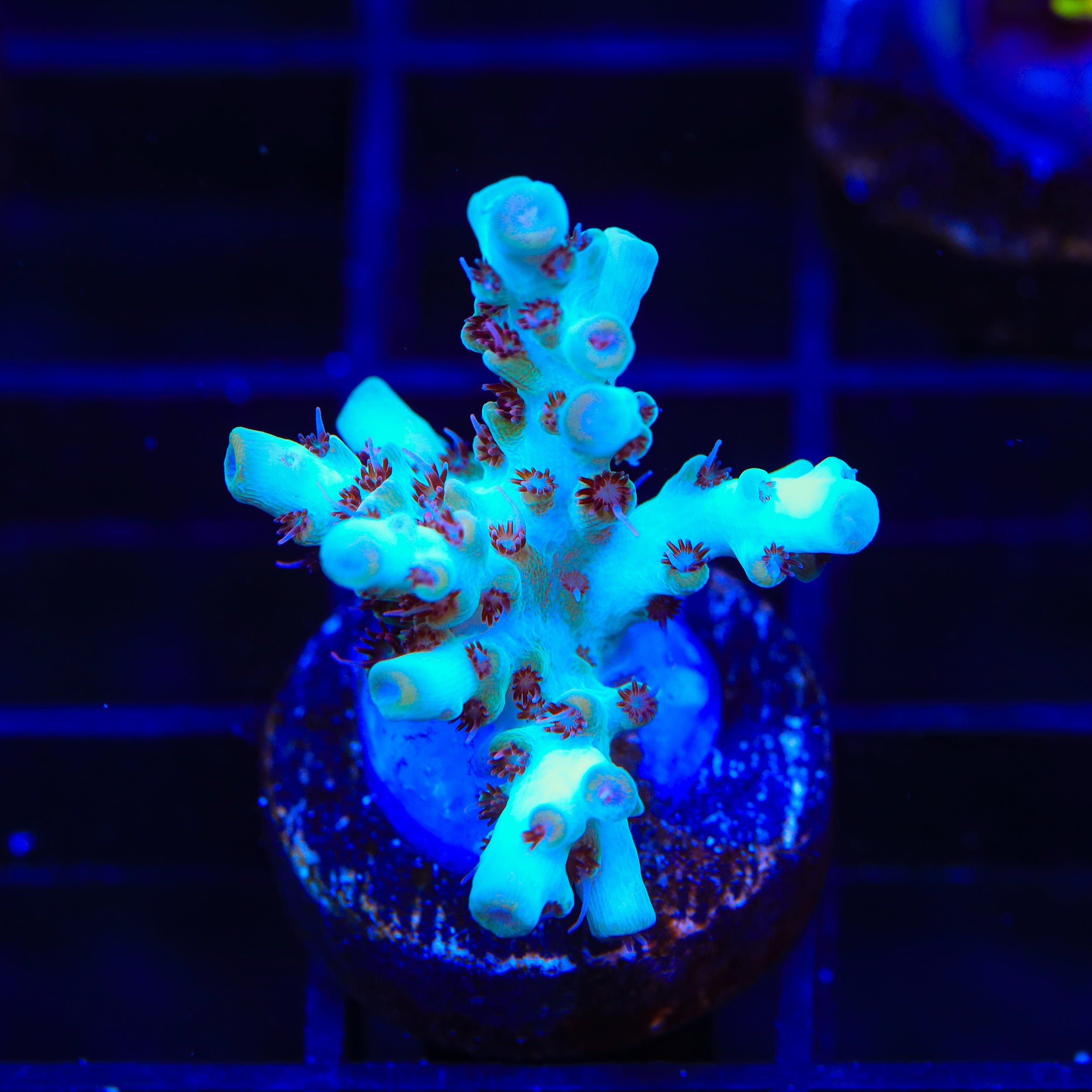 TSA Crayola Twist Acropora Coral