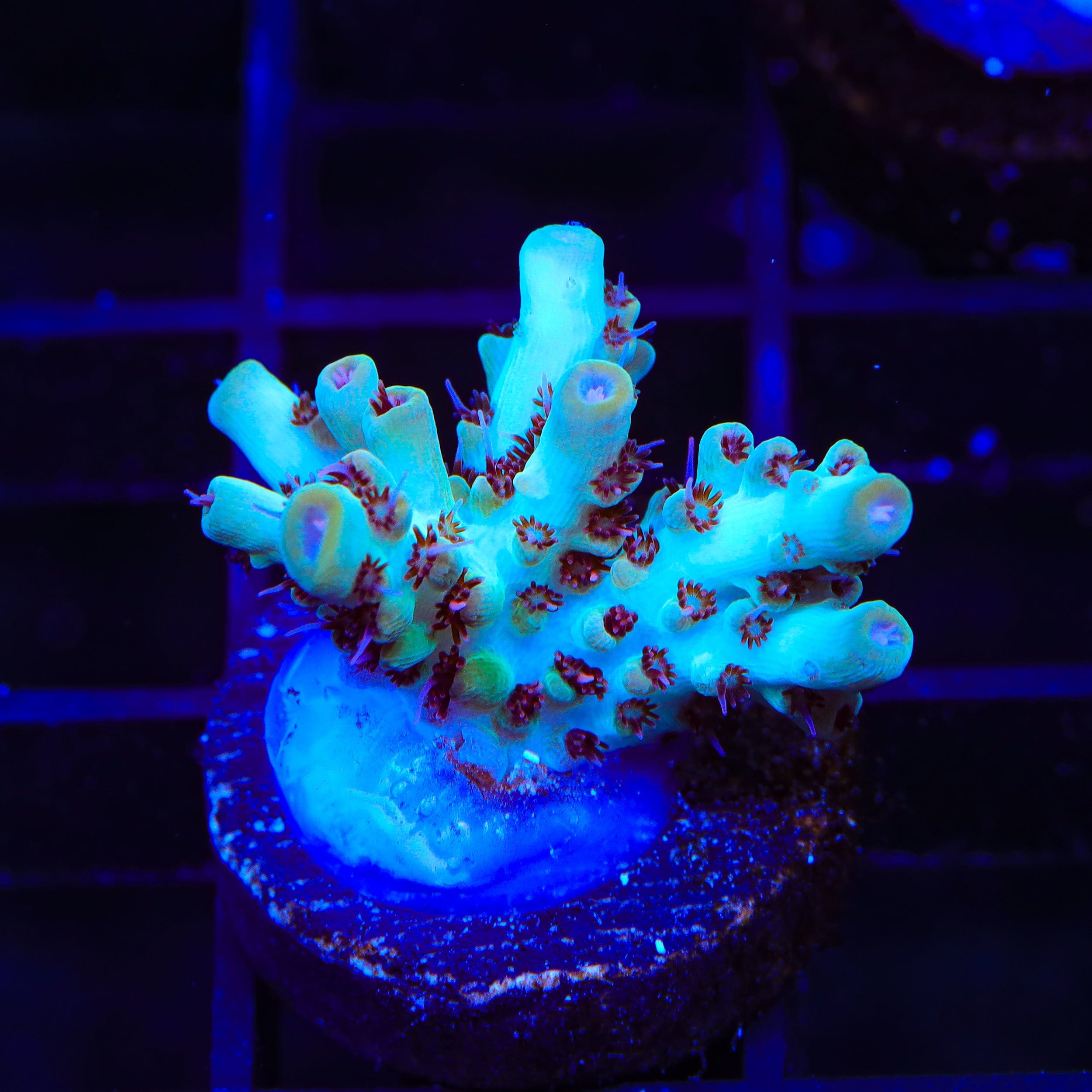 TSA Crayola Twist Acropora Coral