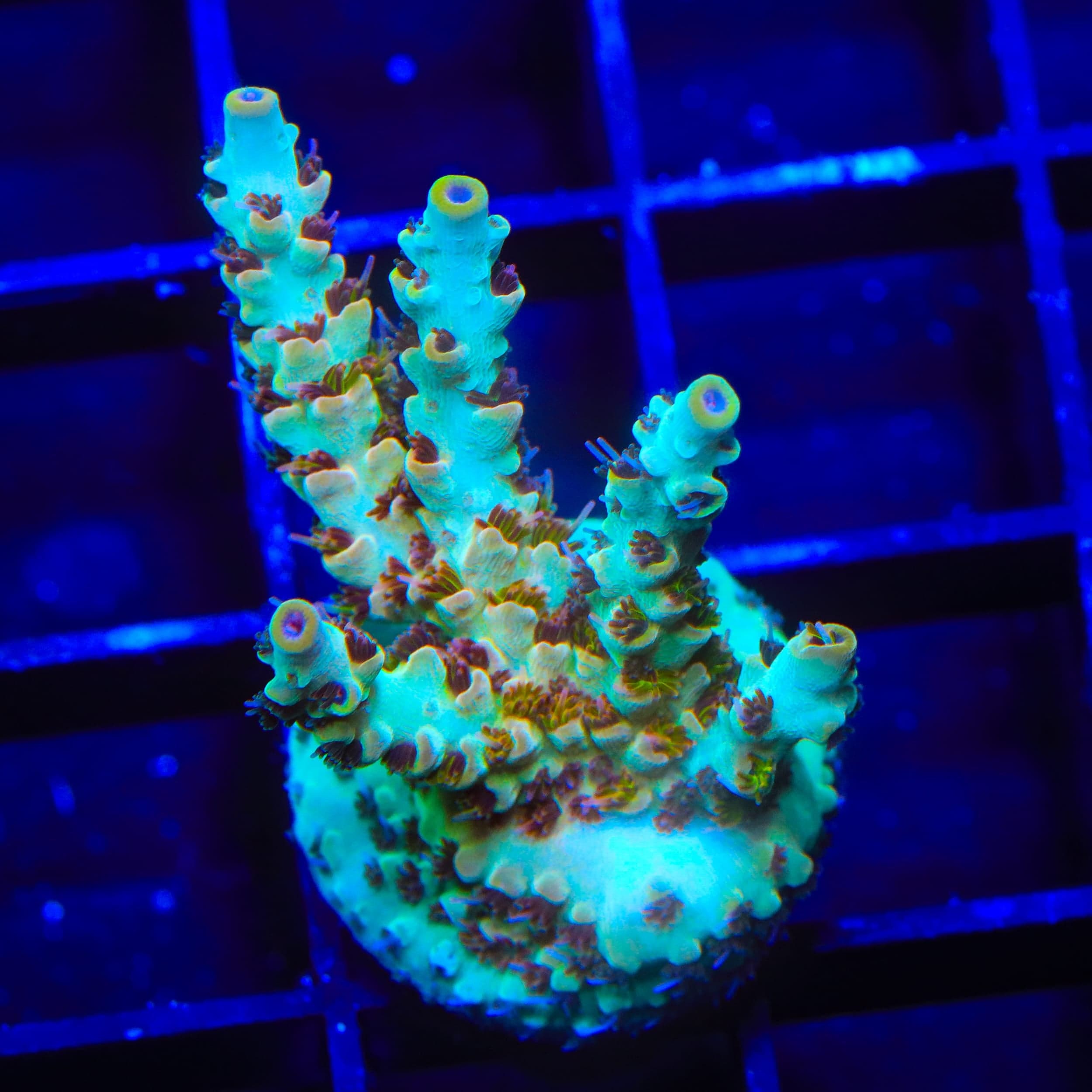 TSA Crayola Twist Acropora XL Frag