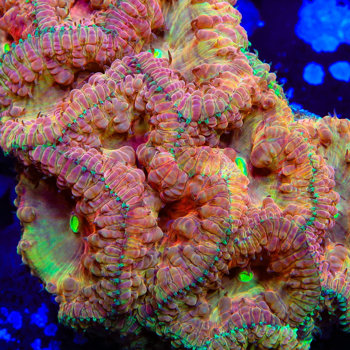 TSA Crimson Radiation Blastomussa Coral