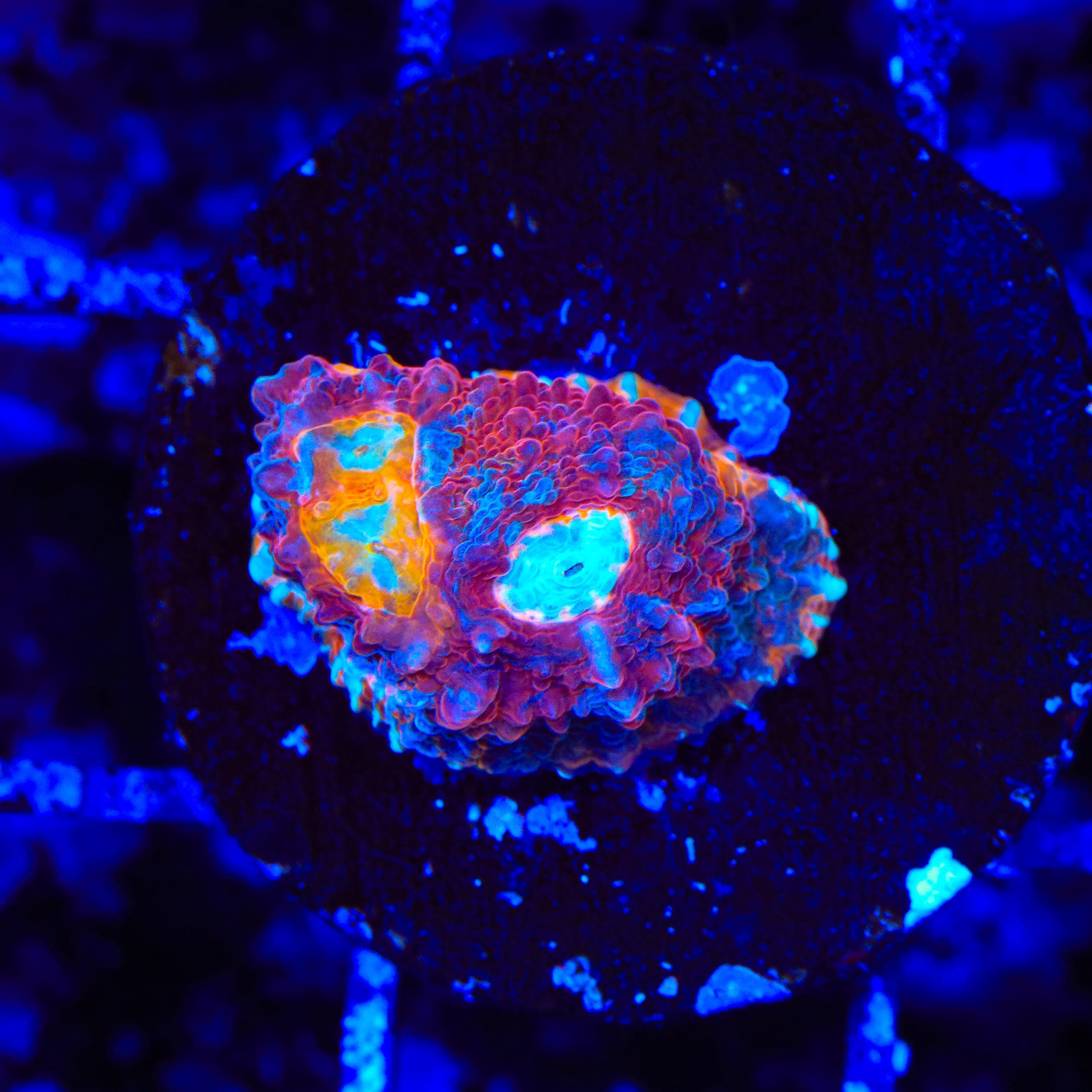 TSA Crimson Tide Chalice Coral – Top Shelf Aquatics