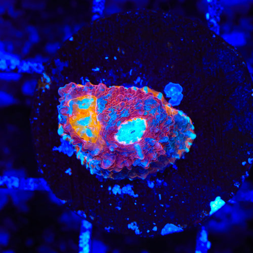 TSA Crimson Tide Chalice Coral
