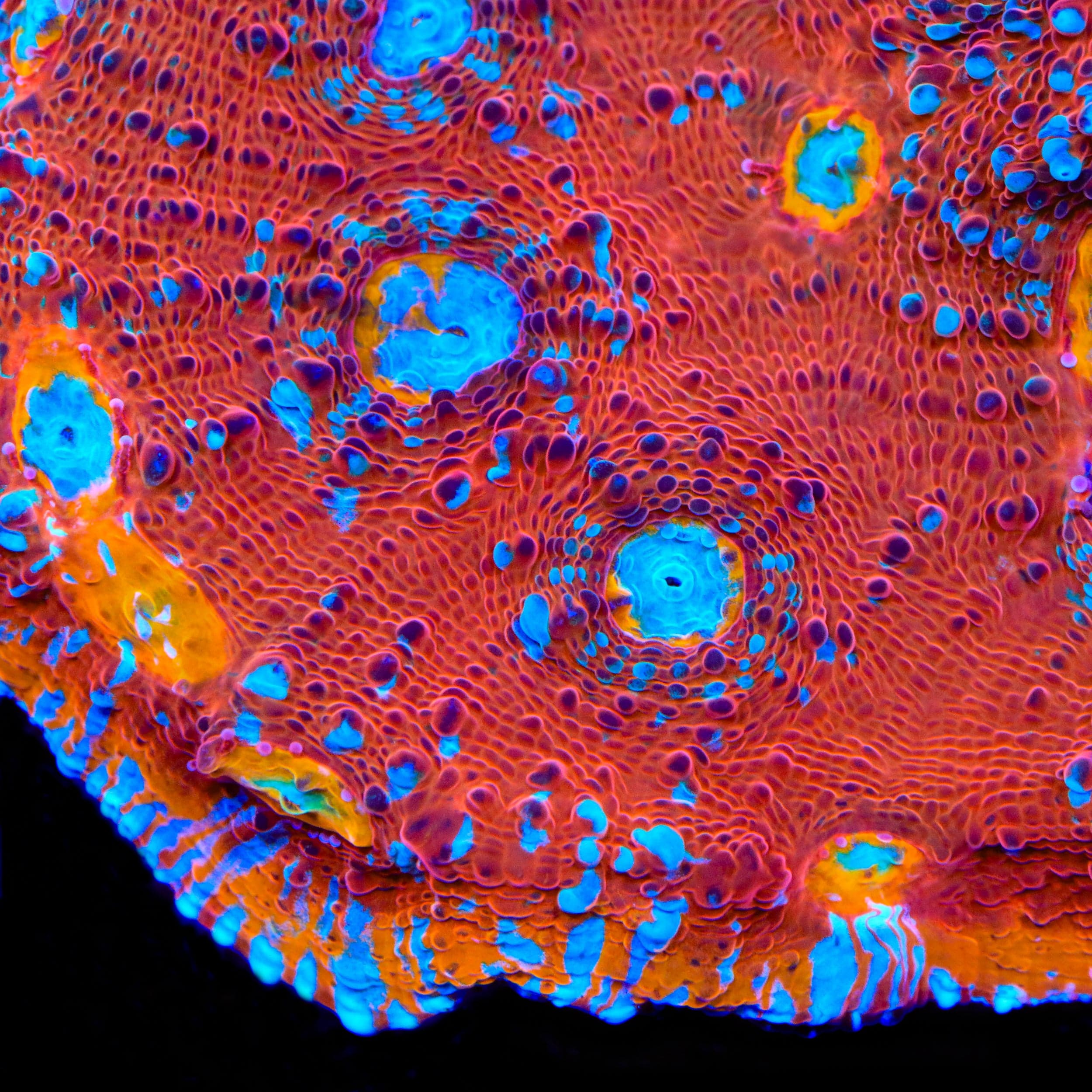 TSA Crimson Tide Chalice Coral – Top Shelf Aquatics