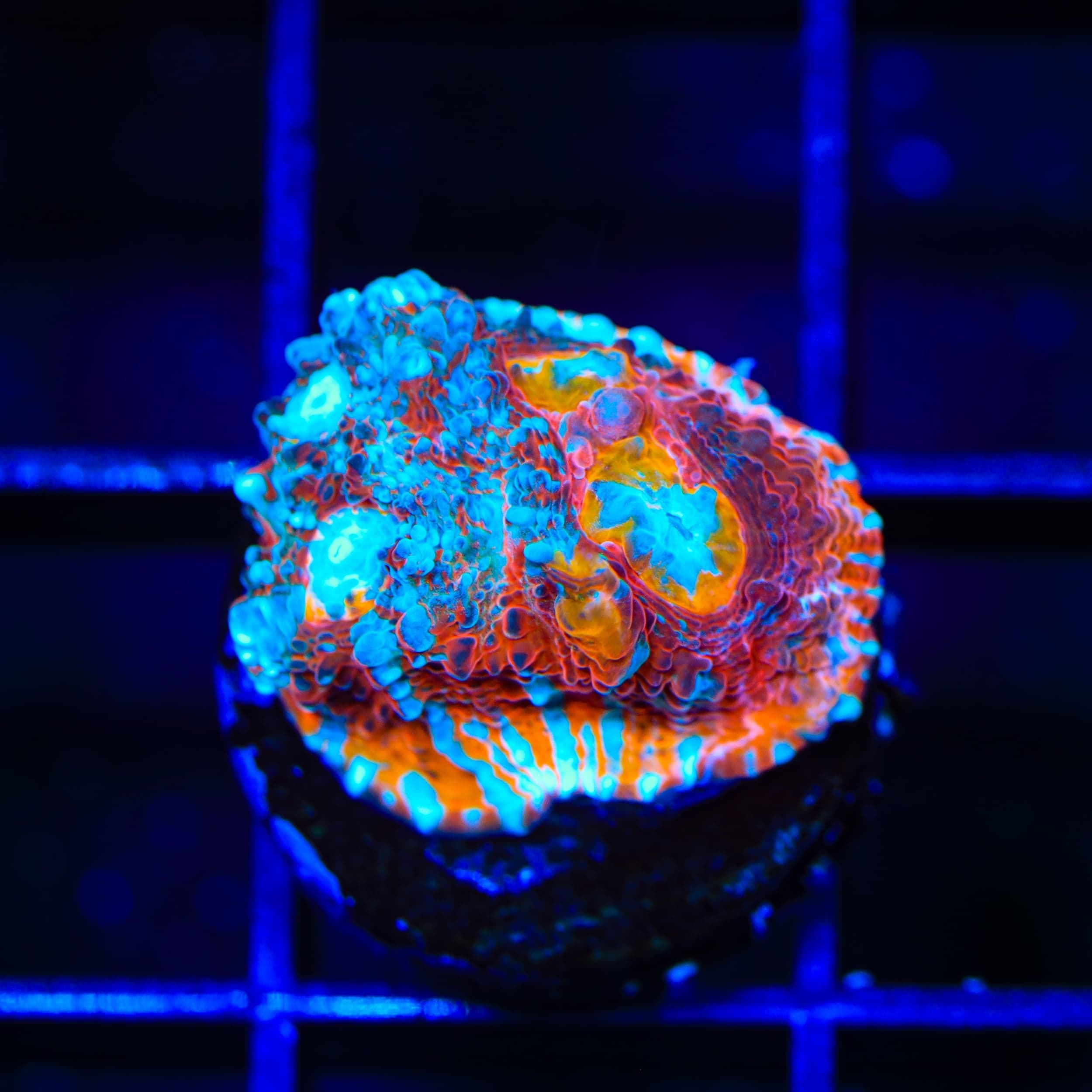 TSA Crimson Tide Chalice Coral