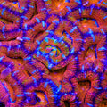 TSA Crotch Rocket Acan Coral
