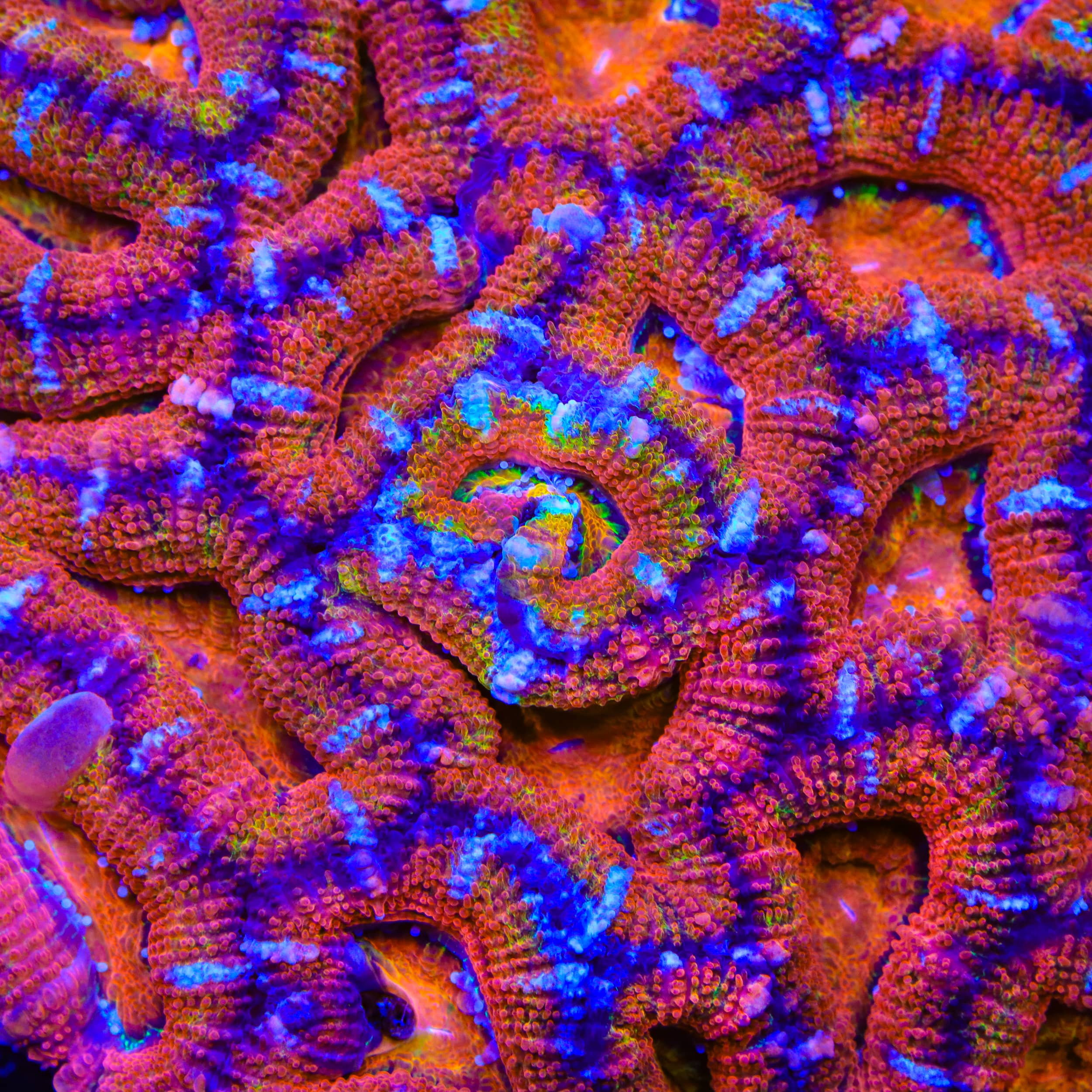 TSA Crotch Rocket Acan Coral