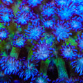 TSA Crown of Thorns Goniopora Coral