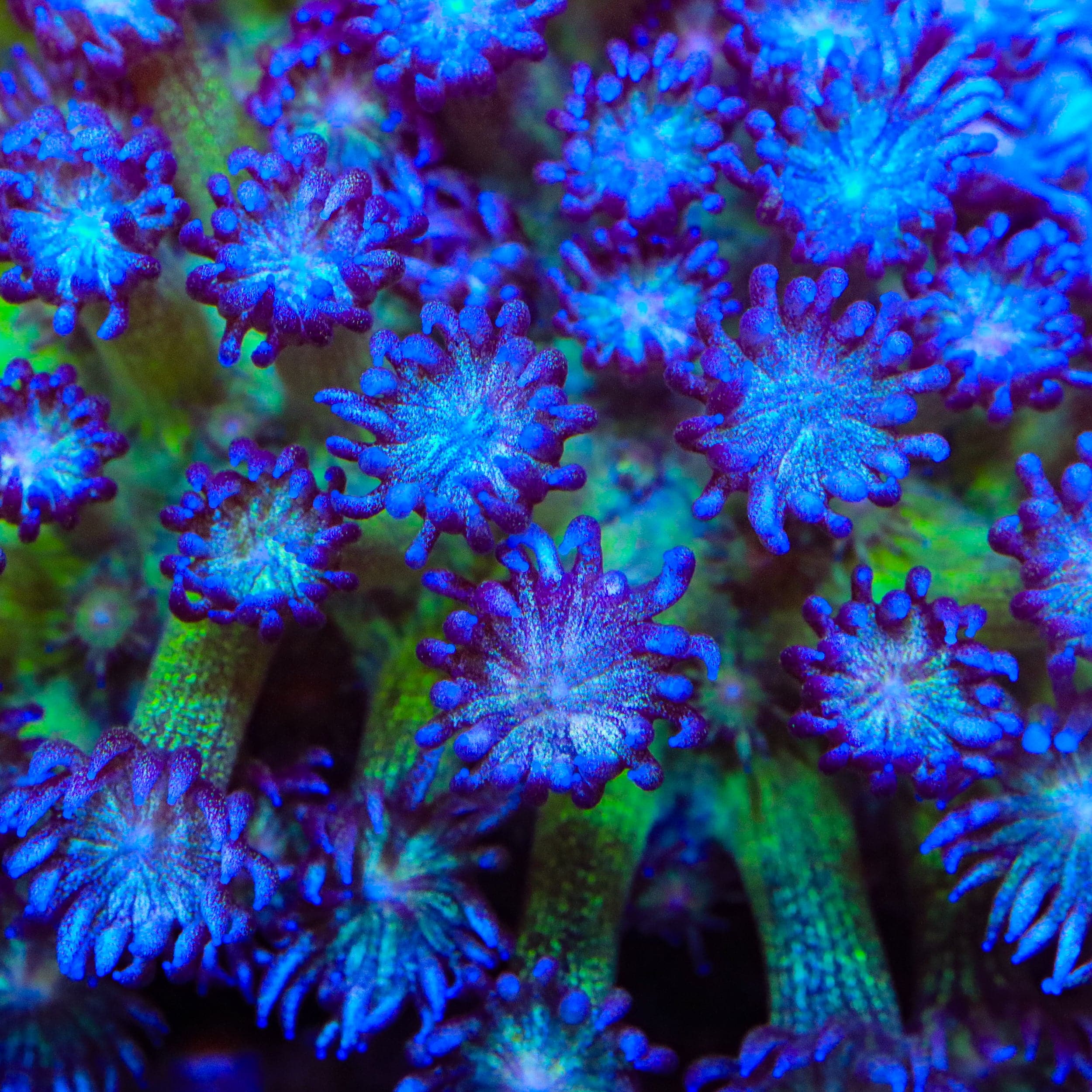 TSA Crown of Thorns Goniopora Coral
