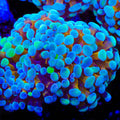 TSA Crown Royal Cristata Coral