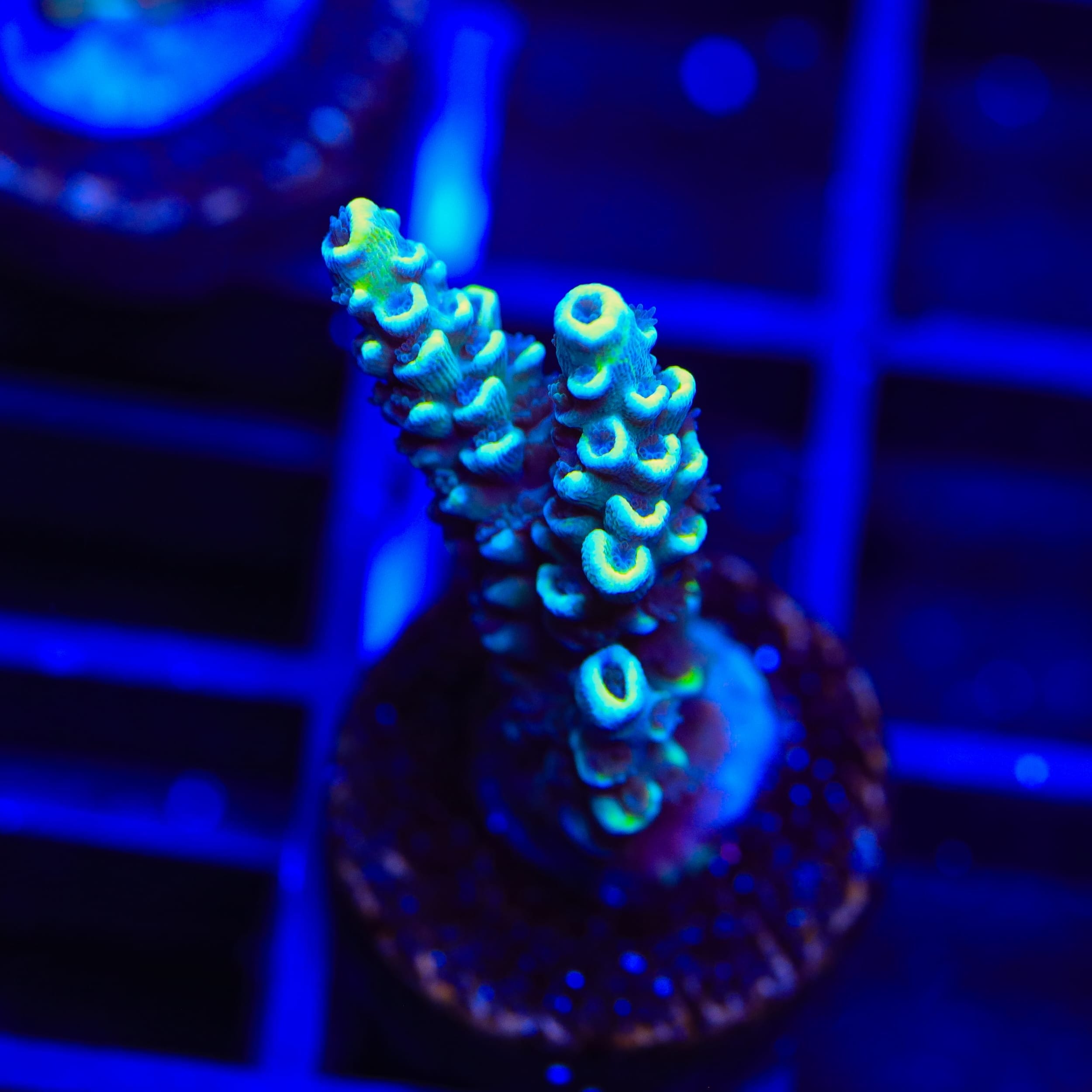 TSA Cryosphere Acropora Coral