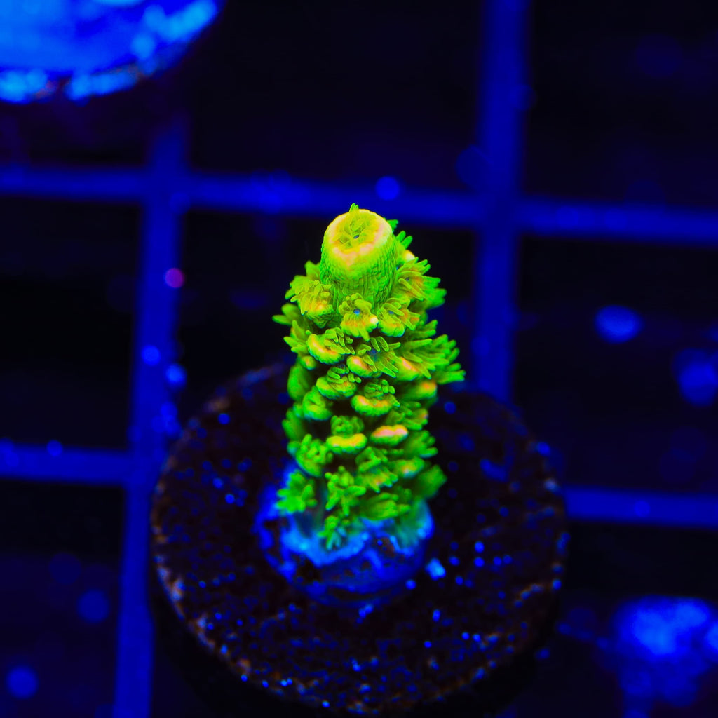 TSA Cyberpunk Acropora Coral