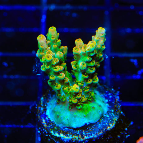 TSA Dan Aykroyd Acropora Coral
