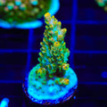 TSA Dan Aykroyd Acropora Coral