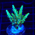 TSA Dan Aykroyd Acropora XL Frag Coral